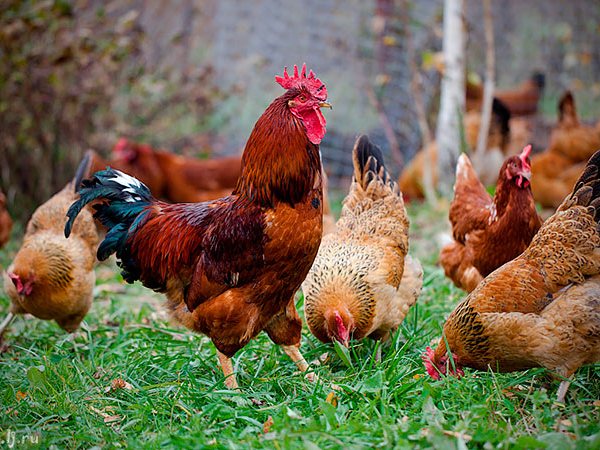 Породы куриц | ЗооТом - продажа, вязка и услуги для животных в Кондрово