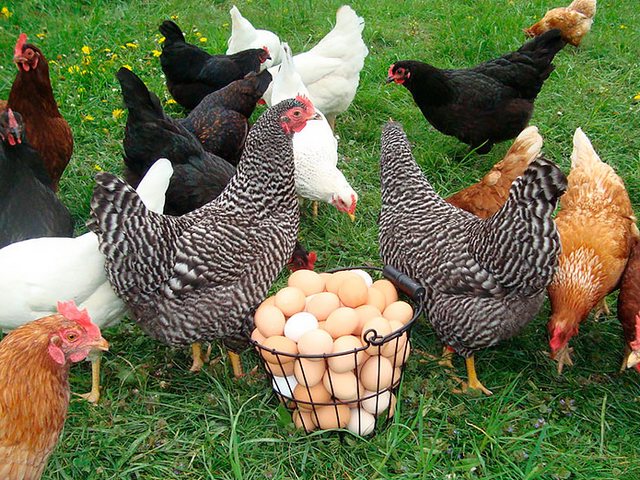 Содержание кур и уход за ними | ЗооТом - продажа, вязка и услуги для животных в Кондрово