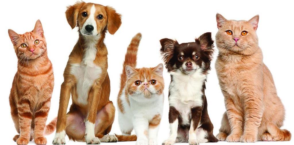 Доска объявлений о животных | ЗооТом - продажа, вязка и услуги для животных в Кондрово