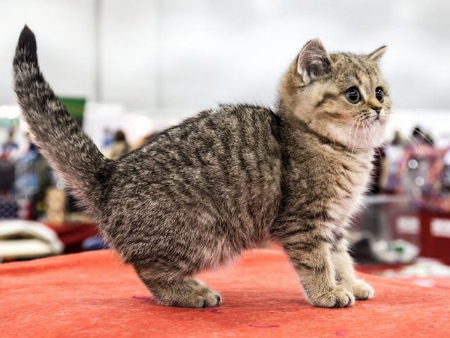 Породы кошек в Кондрово | ЗооТом портал о животных