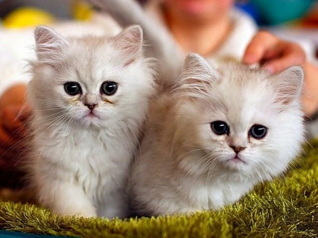 Породы кошек в Кондрово | ЗооТом портал о животных