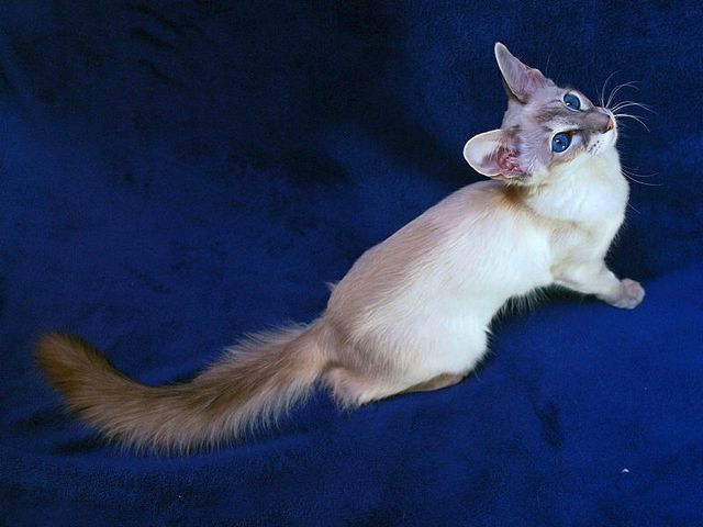 Выведенные породы кошек в Кондрово | ЗооТом портал о животных