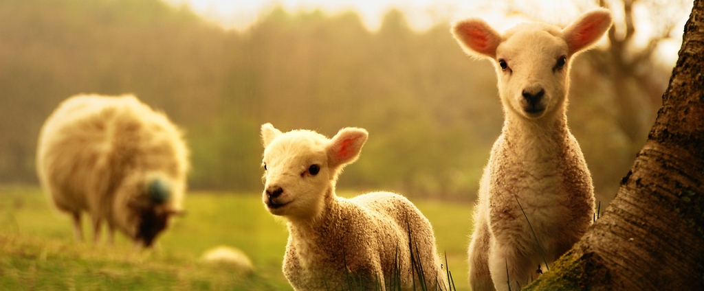 Объявления о сельскохозяйственных животных | ЗооТом - продажа, вязка и услуги для животных в Кондрово