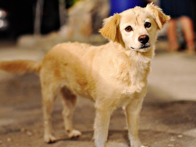 Породы собак в Кондрово | ЗооТом портал о животных