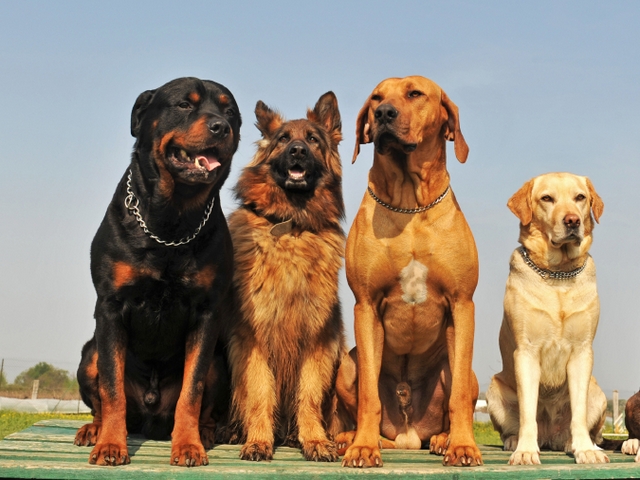 Крупные породы собак в Кондрово | ЗооТом портал о животных